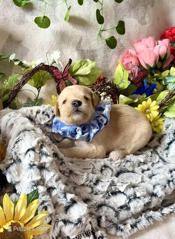 Eli – Labradoodle puppy for sale in Piedmont, AL