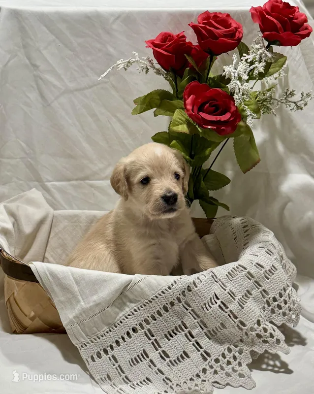 Eli – Labradoodle puppy for sale in Piedmont, AL