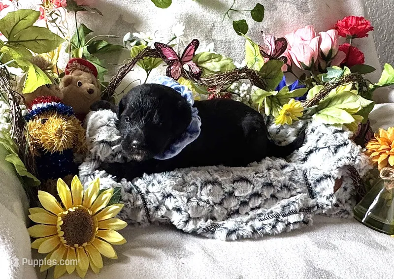 Boss – Labradoodle puppy for sale in Piedmont, AL