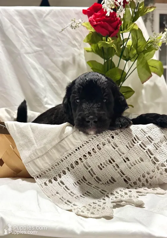 Boss – Labradoodle puppy for sale in Piedmont, AL