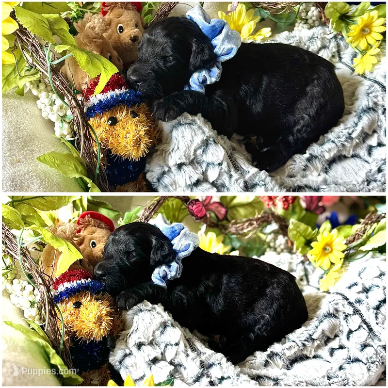 LJ – Labradoodle puppy for sale in Piedmont, AL