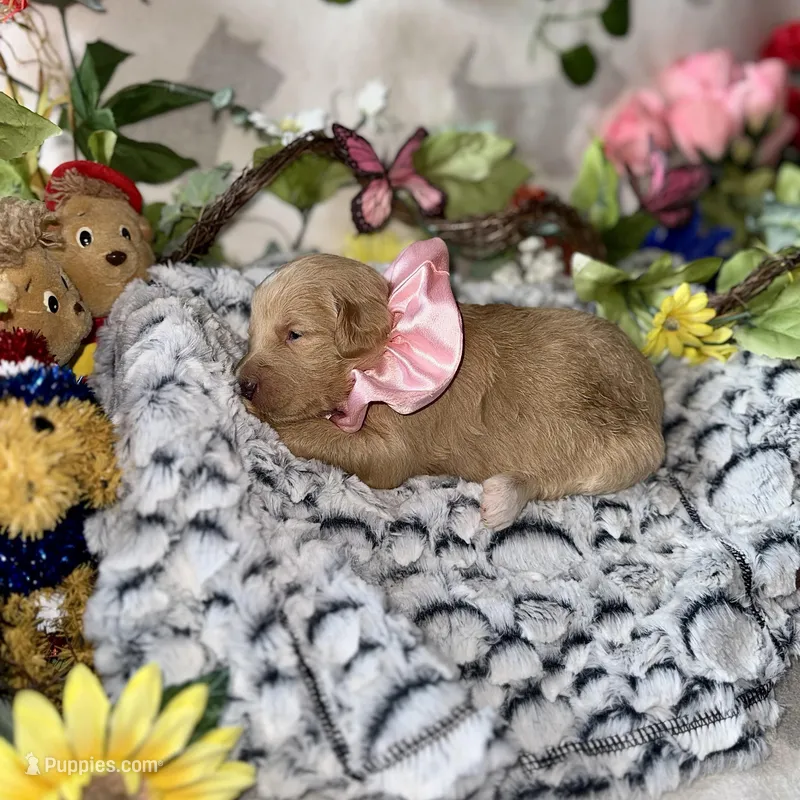 Princess – Labradoodle puppy for sale in Piedmont, AL