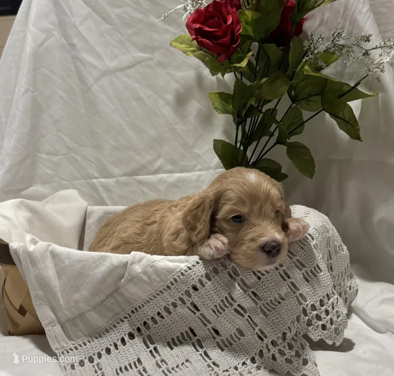Princess – Labradoodle puppy for sale in Piedmont, AL