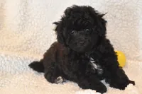 Petunia, a female Bichpoo for sale in Eldorado, OH – 2 of 3