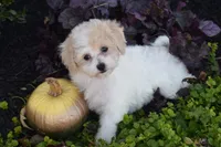 Kitty, a female Bichpoo for sale in Eldorado, OH – 2 of 4