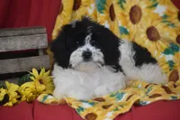 Reese, a male Cavachon for sale in Eldorado, OH – 2 of 4