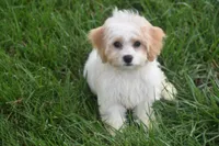 Lulu , a female Cavachon for sale in Eldorado, OH – 5 of 5