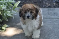 Peter Pan , a male Bichpoo for sale in Eldorado, OH – 4 of 4