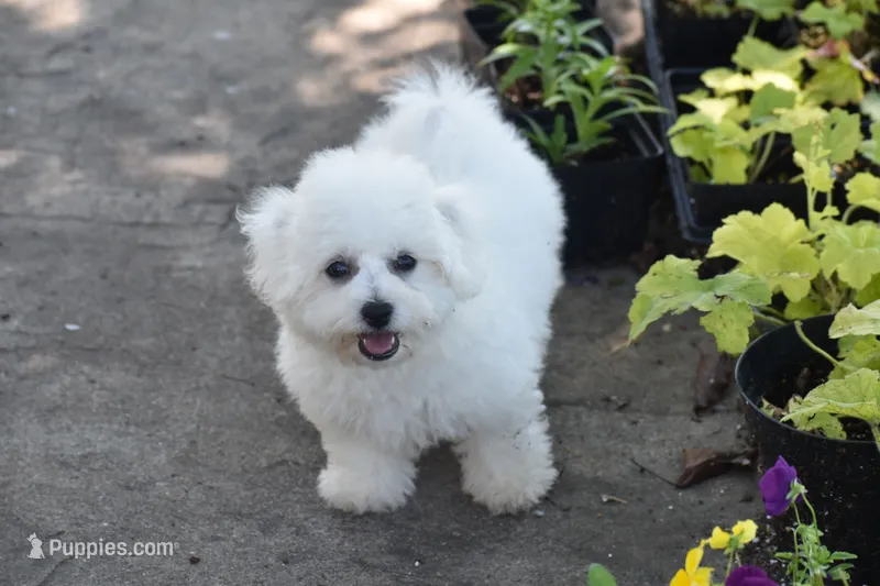 Candy – Bichon Frise puppy for sale in Eldorado, OH