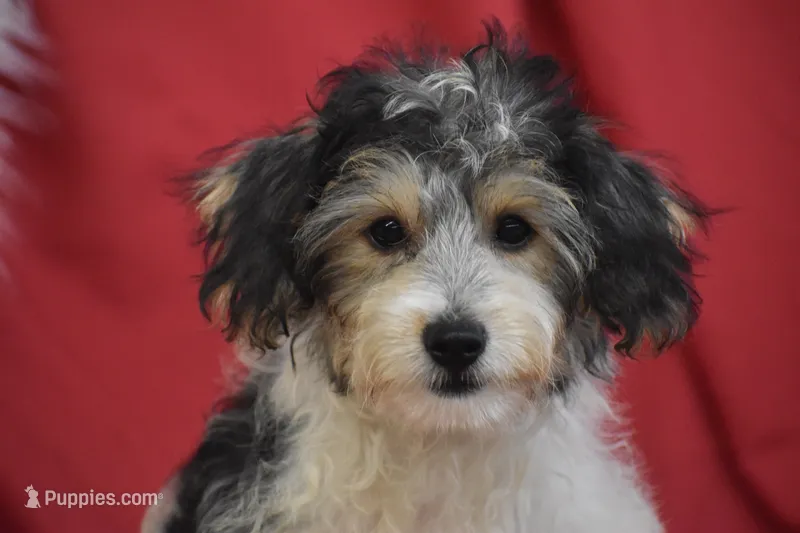 Moose – Yorkipoo puppy for sale in Eldorado, OH