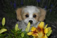 Boyd, a male Cavachon for sale in Eldorado, OH – 4 of 5