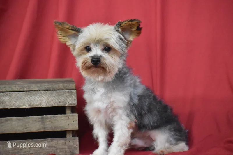 Abe  – Yorkshire Terrier puppy for sale in Eldorado, OH
