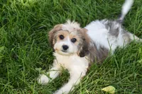 Milo, a male Cavachon for sale in Eldorado, OH – 3 of 5