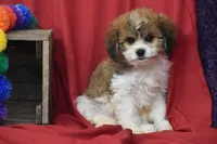 Banjo, a male Cavachon for sale in Eldorado, OH – 4 of 5