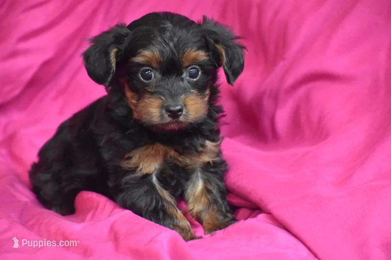 Miss Torrie – Yorkipoo puppy for sale in Eldorado, OH
