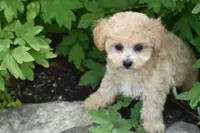 Pickles, a male Bichpoo for sale in Eldorado, OH – 2 of 3