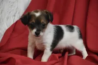 Texas, a male Yorkipoo for sale in Eldorado, OH – 3 of 4