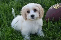 Max, a male Cavachon for sale in Eldorado, OH – 4 of 5