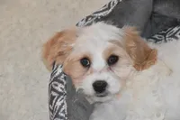 Kenny, a male Cavachon for sale in Eldorado, OH – Photo 2 of 2