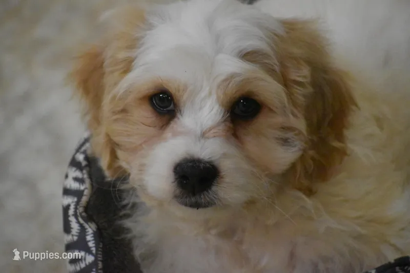 Kenny – Cavachon puppy for sale in Eldorado, OH