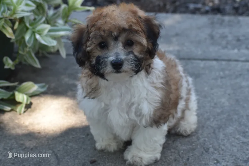 Peter Pan  – Bichpoo puppy for sale in Eldorado, OH