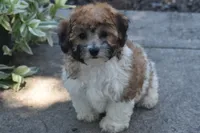 Peter Pan , a male Bichpoo for sale in Eldorado, OH – 1 of 4