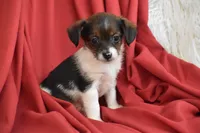 Taco, a male Yorkipoo for sale in Eldorado, OH – 3 of 3