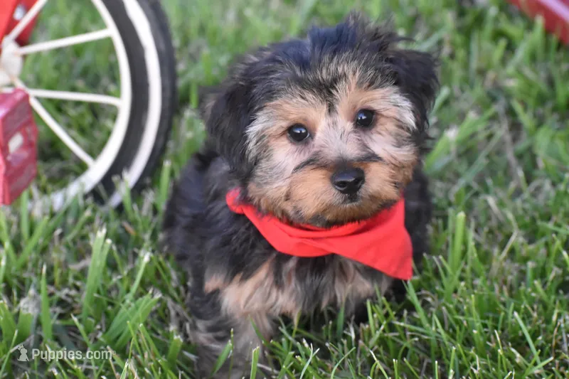 Tucker  – Yorkshire Terrier puppy for sale in Eldorado, OH