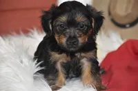 Tucker, a male Yorkipoo for sale in Eldorado, OH – 3 of 4