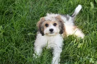 Milo, a male Cavachon for sale in Eldorado, OH – 2 of 5