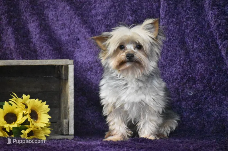 Abe  – Yorkshire Terrier puppy for sale in Eldorado, OH