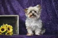 Abe , a male Yorkshire Terrier for sale in Eldorado, OH – 1 of 3