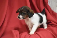 Taco, a male Yorkipoo for sale in Eldorado, OH – 2 of 3