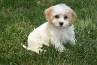 Lulu , a female Cavachon for sale in Eldorado, OH – 4 of 5