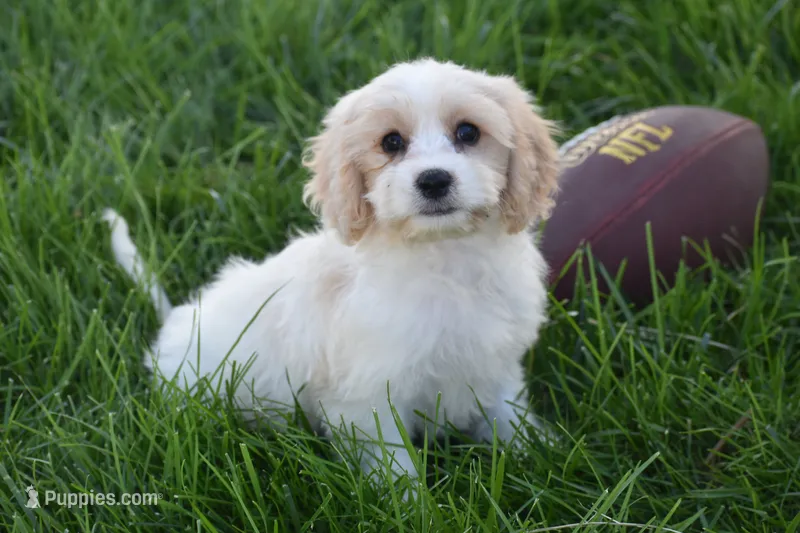 Max – Cavachon puppy for sale in Eldorado, OH