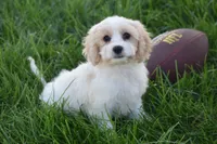 Max, a male Cavachon for sale in Eldorado, OH – 1 of 5