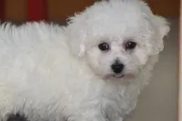 Candy, a female Bichon Frise for sale in Eldorado, OH – 2 of 3
