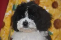 Reese, a male Cavachon for sale in Eldorado, OH – 4 of 4