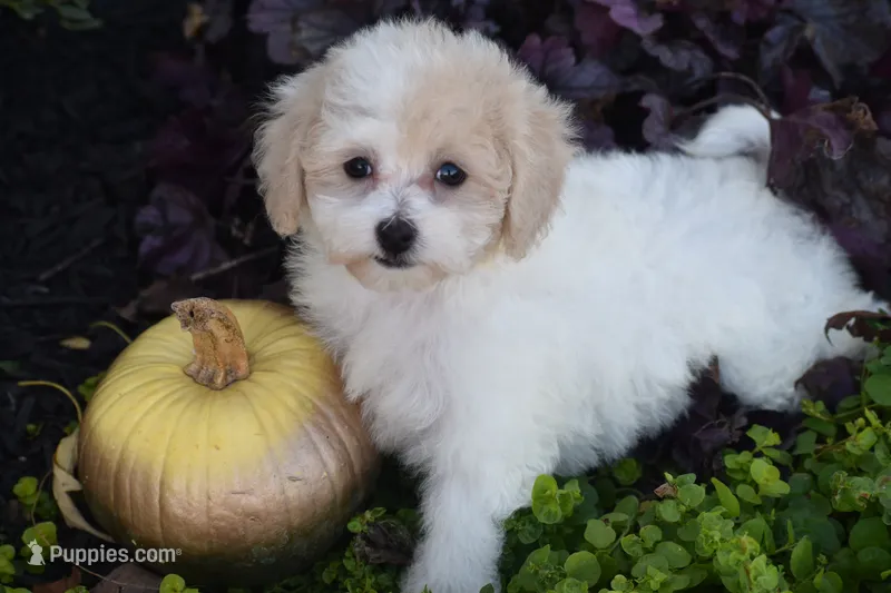 Kitty – Bichpoo puppy for sale in Eldorado, OH
