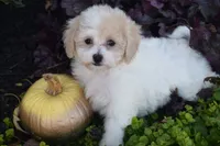 Kitty, a female Bichpoo for sale in Eldorado, OH – 1 of 4