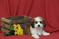 Buttons, a male Cavachon for sale in Eldorado, OH – 2 of 4