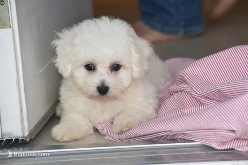 Candy – Bichon Frise puppy for sale in Eldorado, OH