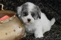 Tilly, a female Coton de Tulear and Poodle - Toy  for sale in Eldorado, OH – Photo 2 of 5