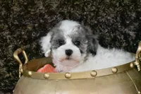 Tilly, a female Coton de Tulear and Poodle - Toy  for sale in Eldorado, OH – Photo 3 of 5