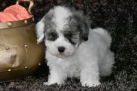 Tilly, a female Coton de Tulear and Poodle - Toy  for sale in Eldorado, OH – Photo 4 of 5
