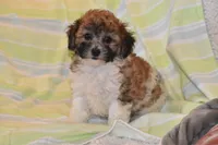 Peter Pan , a male Bichpoo for sale in Eldorado, OH – 2 of 3