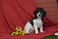 Larry, a male Cavachon for sale in Eldorado, OH – Photo 3 of 3
