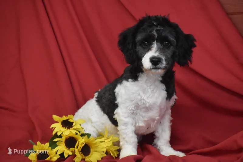 Larry – Cavachon puppy for sale in Eldorado, OH