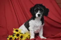 Larry, a male Cavachon for sale in Eldorado, OH – Photo 1 of 3