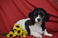 Larry, a male Cavachon for sale in Eldorado, OH – Photo 2 of 3